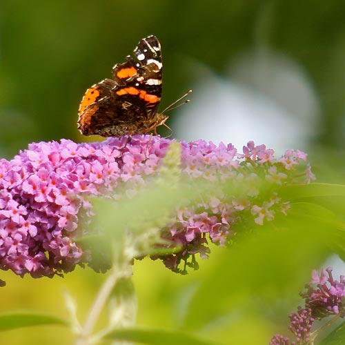 Darstellung eines naturnahen Gartens